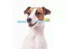 Pet Point Veterinary Clinic's Focus on Dental Health for Your Pets