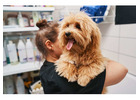 Why Mobile Dog Grooming Might Be Your Perfect Profession?