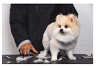 DIY vs. Pro: When to Embrace Home Grooming and When to Call in Pet Groomers