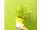 Must Have Office Plants