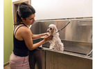 How do Professional Pet Groomers Care for Pets with Special Needs?