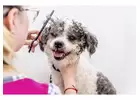 How Do You Boost Your Pet Grooming Career and Stay at the Top?