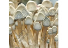 Buy High Quality Mushroom Spore Syringes
