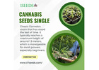 Buy Marijuana Seeds USA - 1Seeds