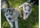 Awesome Siberian Husky puppies for sale 