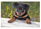 Cute and adorable Rottwieller Puppies 