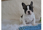 Male and female French bulldog puppies 