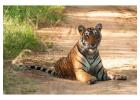 Plan Ranthambore National Park Safari Booking for Wildlife Adventure