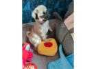 Beautiful Pug Puppies for rehoming.