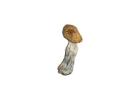 golden-teacher-magic-mushroom