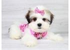 Shih tzu puppy