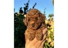 Poodle puppy available