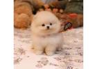 Pomeranian puppy