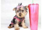 Yorkie puppy available