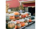 Visit Faulkner's Ranch Pumpkin Farm for Fall Fun