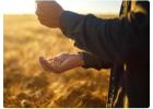 Wheatland wheat seed in Alberta