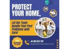 Stop Termites on the Gold Coast with Our Pest Treatment Services