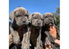 Energetic Cane Corso Puppies