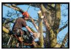 Tree Removal London