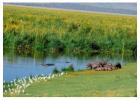 Luxury Safari Packages in Tanzania