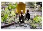 Bulk Thyme Essential Oil for B2B Clients