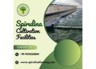 Spirulina Cultivation |  Sustainable Farming for Quality Spirulina