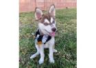 Alaskan klee kai puppies