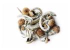 Discover the Magic of Cubensis Mushrooms