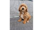 Adorable Toy Poodle Puppies