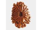 Experience Divine Harmony with 5 Mukhi Rudraksha