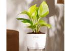 How to Care for Your Golden Money Plant: A Complete Guide