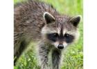 Animal Control in Innisfil – Simcoe Muskoka Wildlife Removal