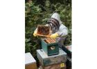 Premium Swarm Lures for Beekeepers – Attract More Bees Easily!