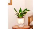 Why Indoor Plants Make the Perfect Eco-Friendly Gift