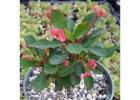 Red Crown of Thorns – Euphorbia Milii with Long-Lasting Blooms