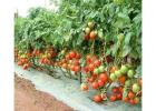 Organic Vegetable Seeds Online Grow a Healthy and Sustainable Garden