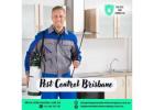 Professional Pest Control Service in Brisbane – Safe & Effective Solutions