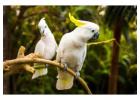 Parrots and fertile eggs for Sale Online Worldwide Shipping