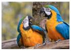 Buy Parrots and fertile eggs for Sale Online Worldwide Shipping