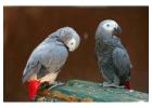 Buy Healthy Breeding Parrots and Eggs Online