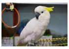 Parrots and fertile eggs for Sale Online – Worldwide Shipping!