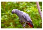 Breeding Parrots and fertile eggs for Sale Online – Worldwide Shipping!