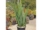 Sansevieria Zeylanica – The Stylish, Low-Maintenance Snake Plant