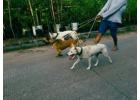 Dog Walkers in Hyderabad