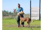 Dog Training Service in Pune