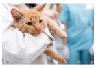 A group of sympathetic professionals for at home euthanasia Melbourne