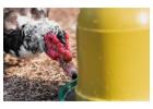 Improve Poultry Health with Advanced Water Treatment Solutions