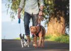 Dog Walkers in Pune