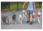 Dog Walkers in Kolkata
