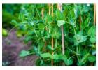 Bamboo Canes Supplier - Vantidebamboo.com